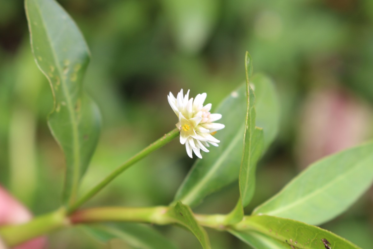 Alternanthera philoxeroides (Mart.) Griseb.